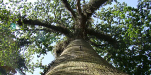 Sumaúma a “Mãe da Floresta”