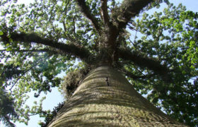 Sumaúma a “Mãe da Floresta”